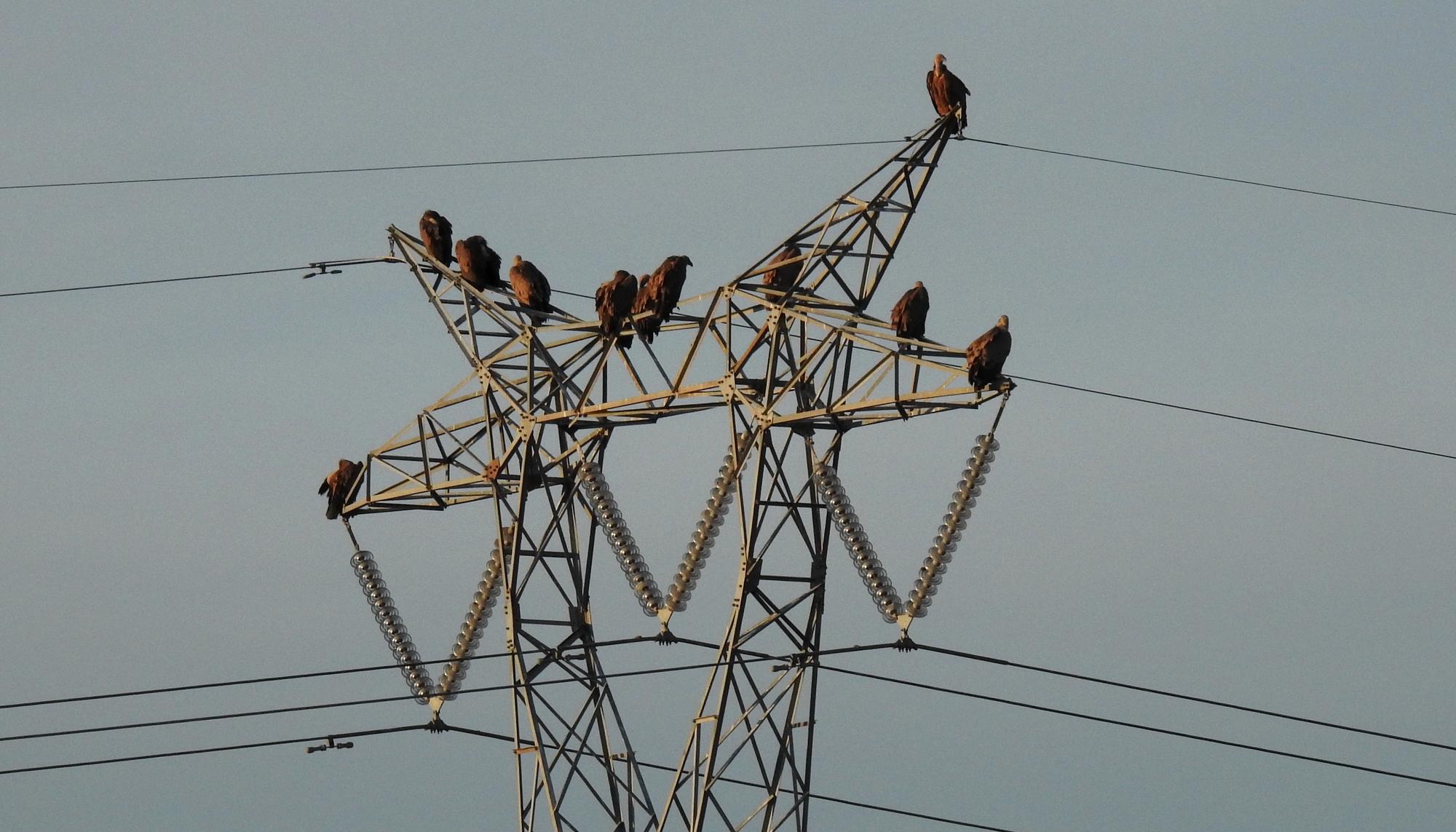 Buitres sobre torre eléctrica